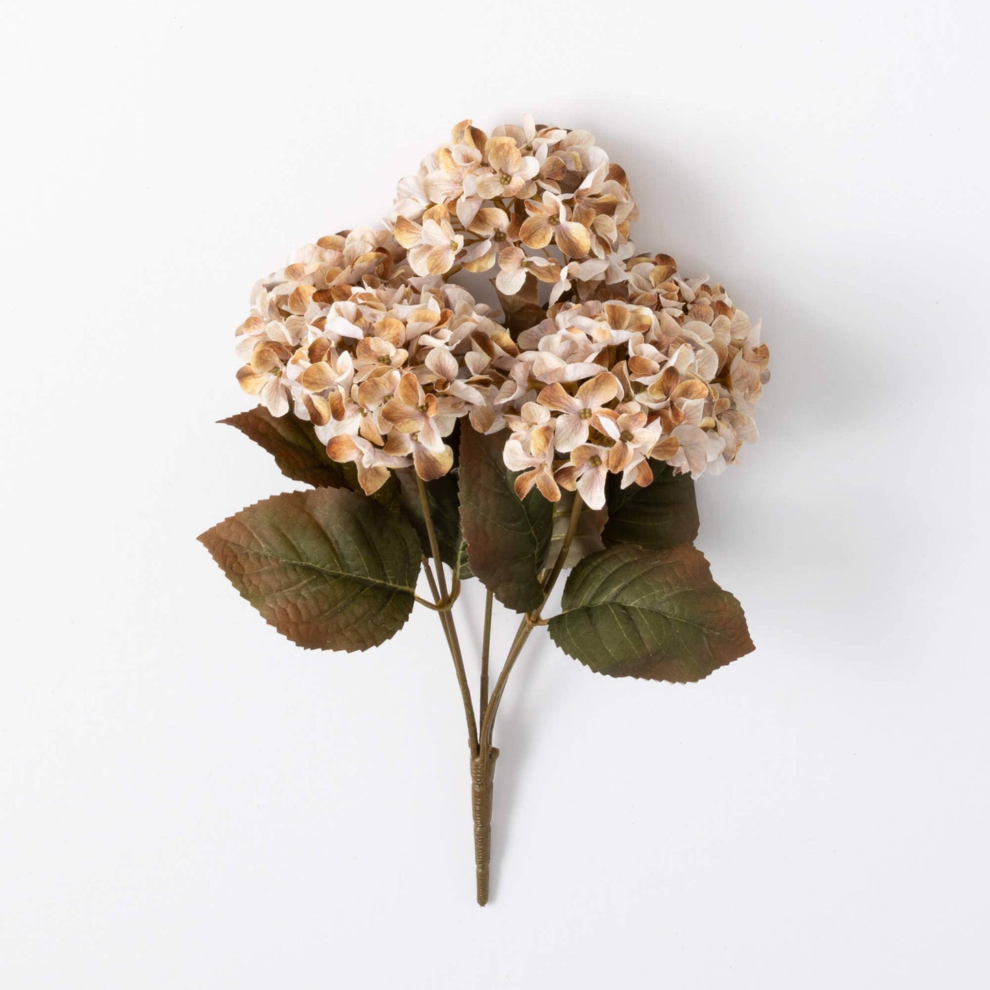 Hydrangea Bush