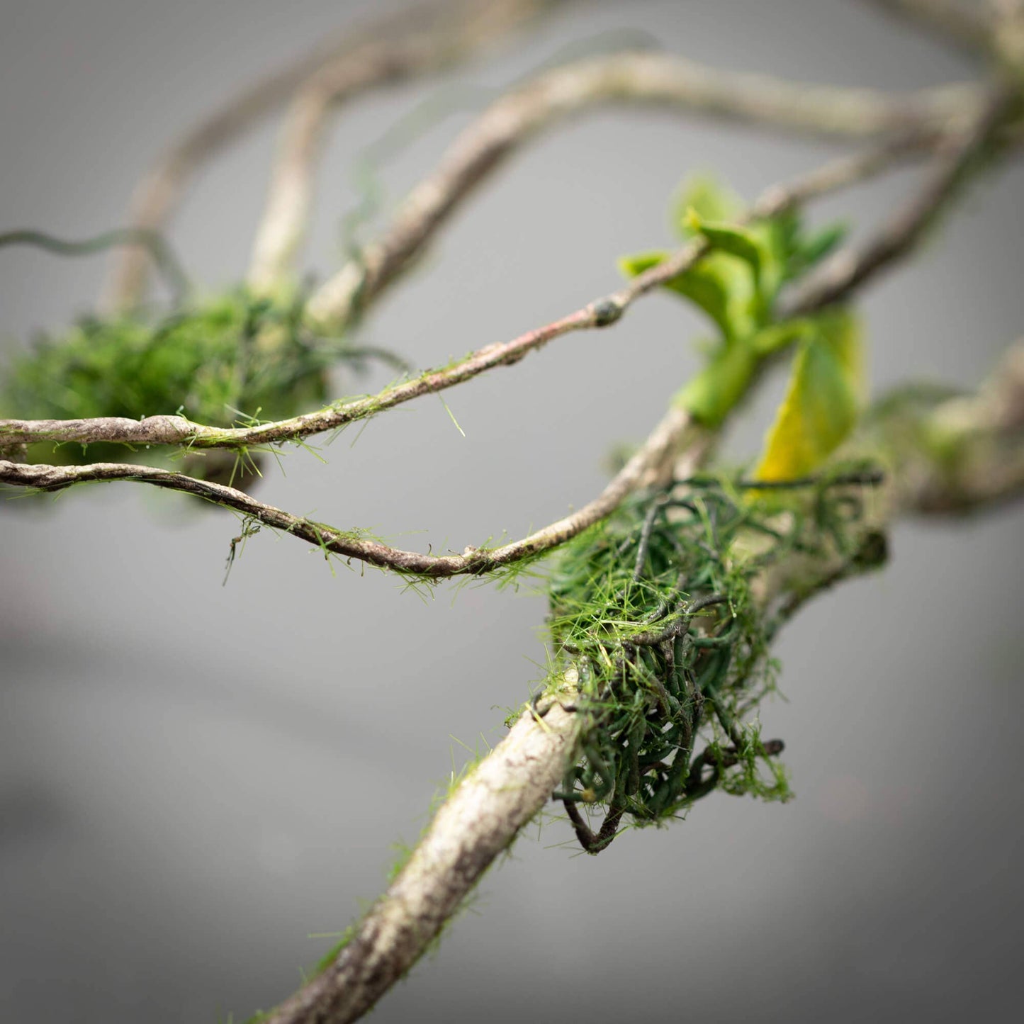 Branch And Foliage Spray