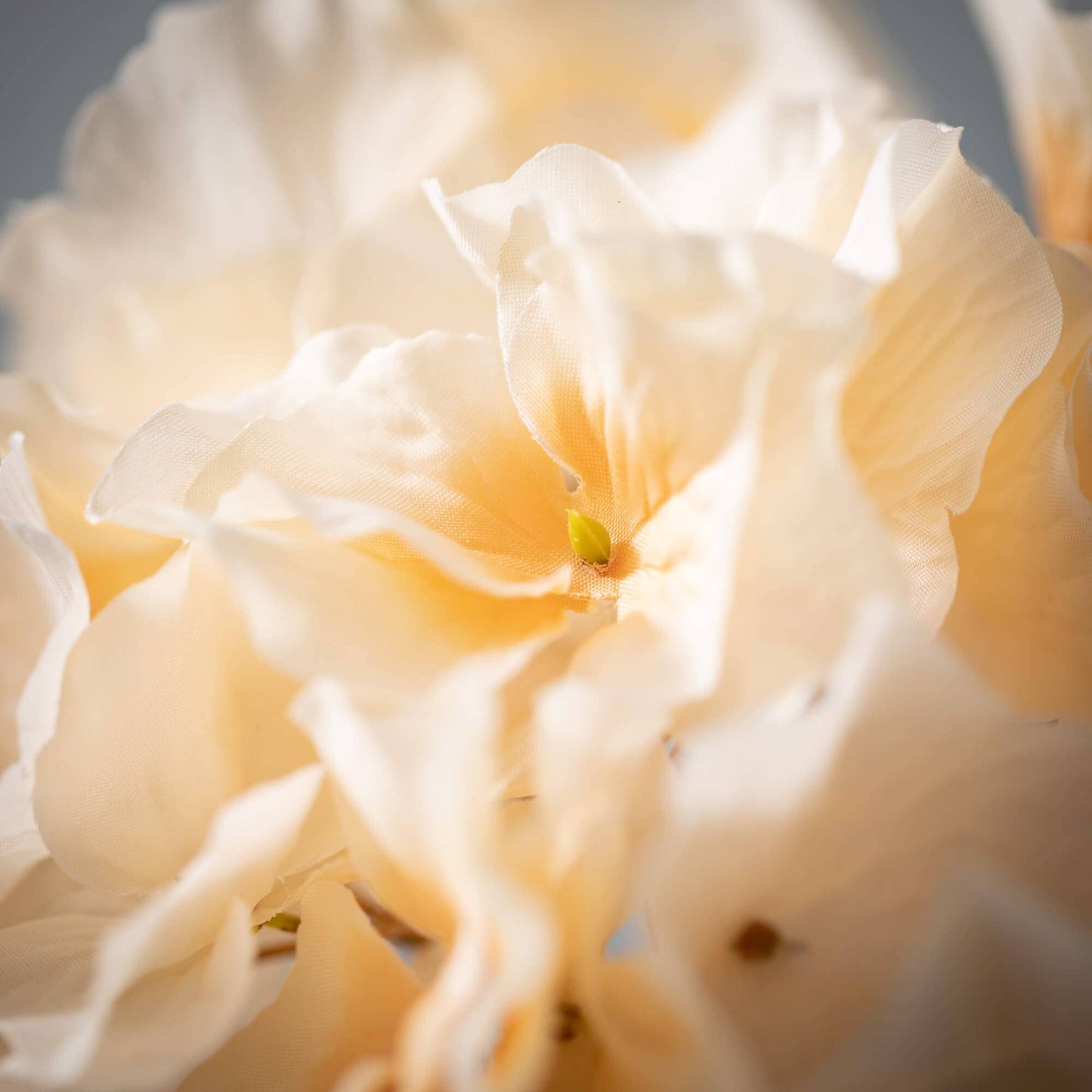 Billowy Soft Cream Hydrangea