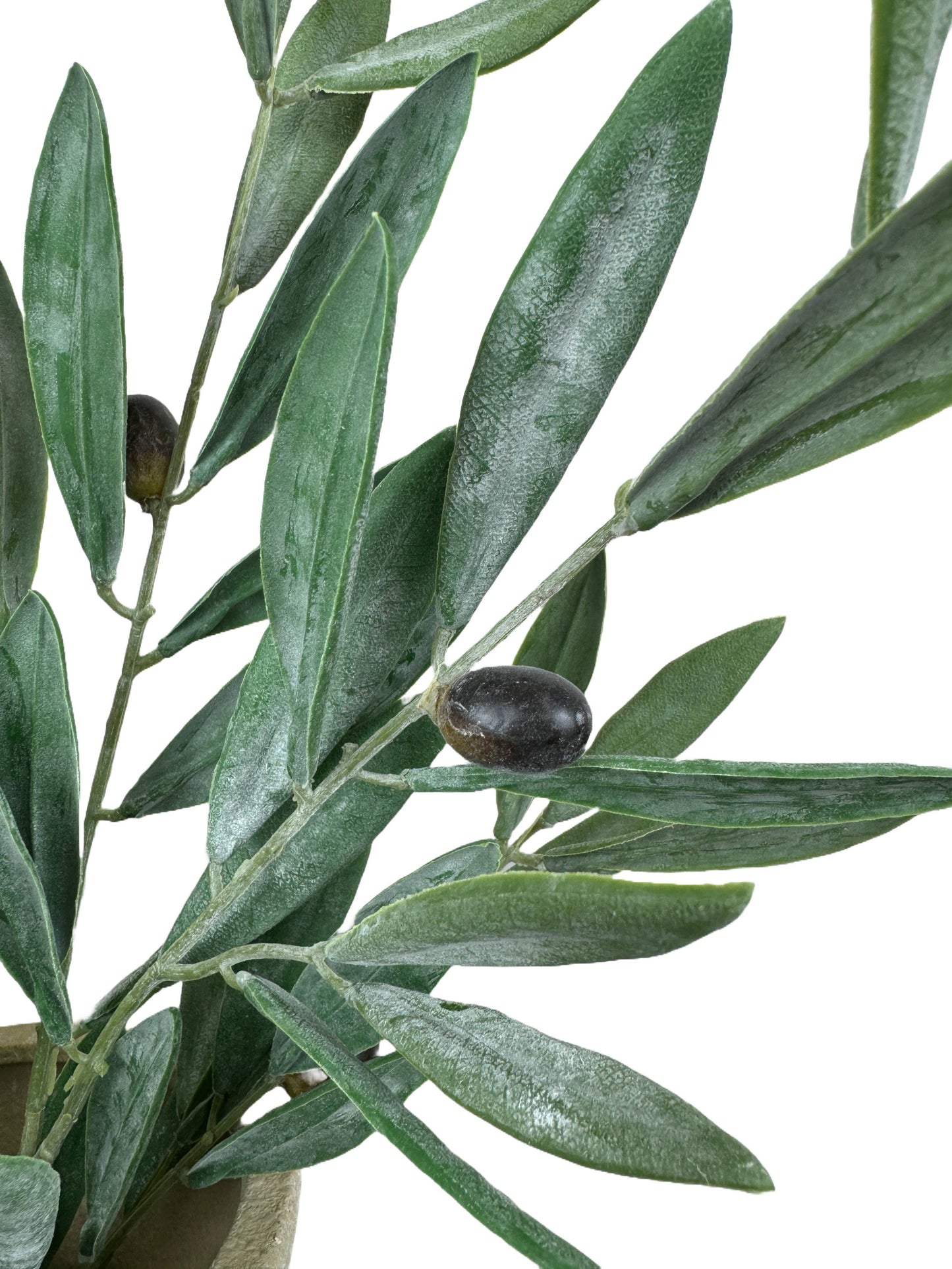 Olive Branch | 7"