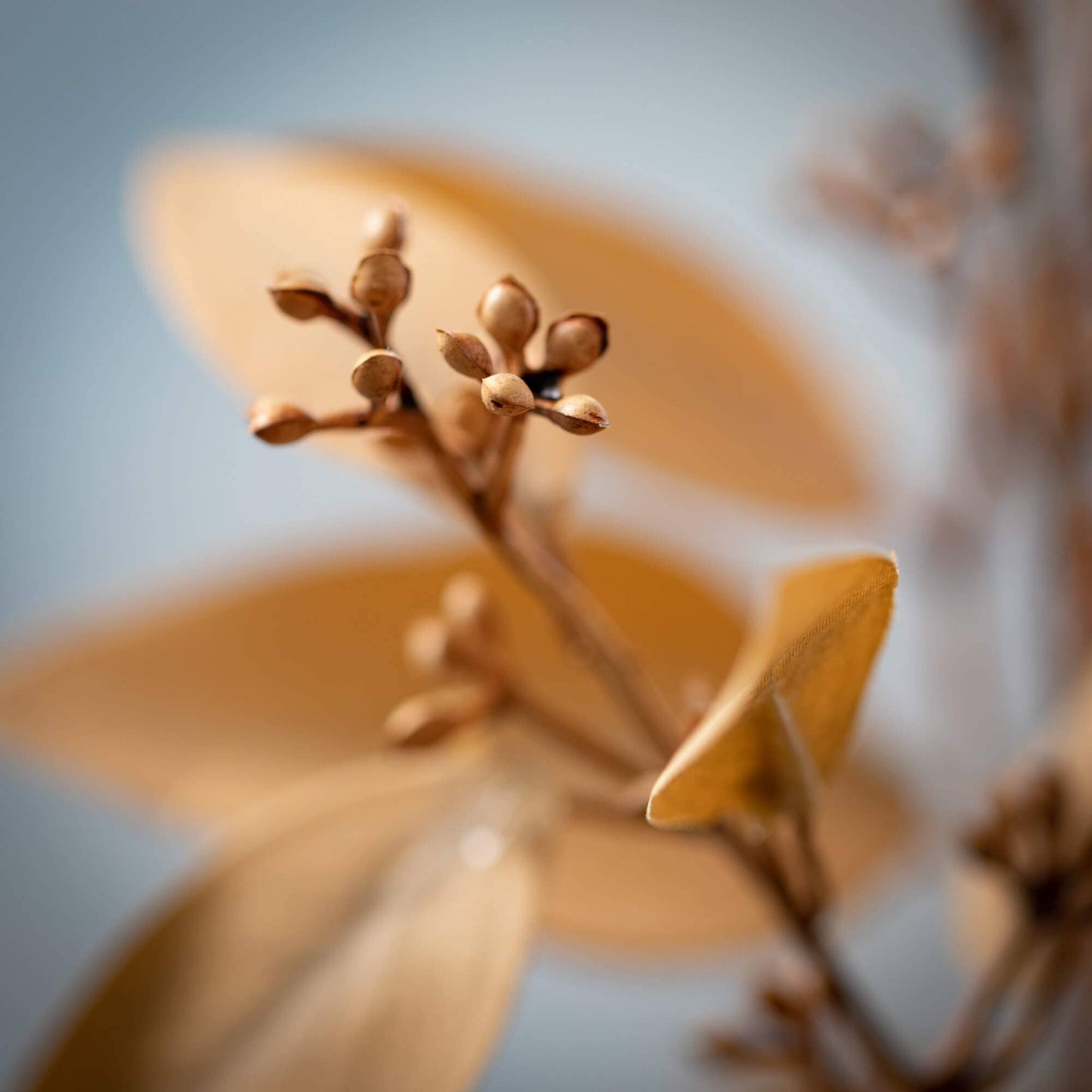 Soft Amber Brown Eucalyptus