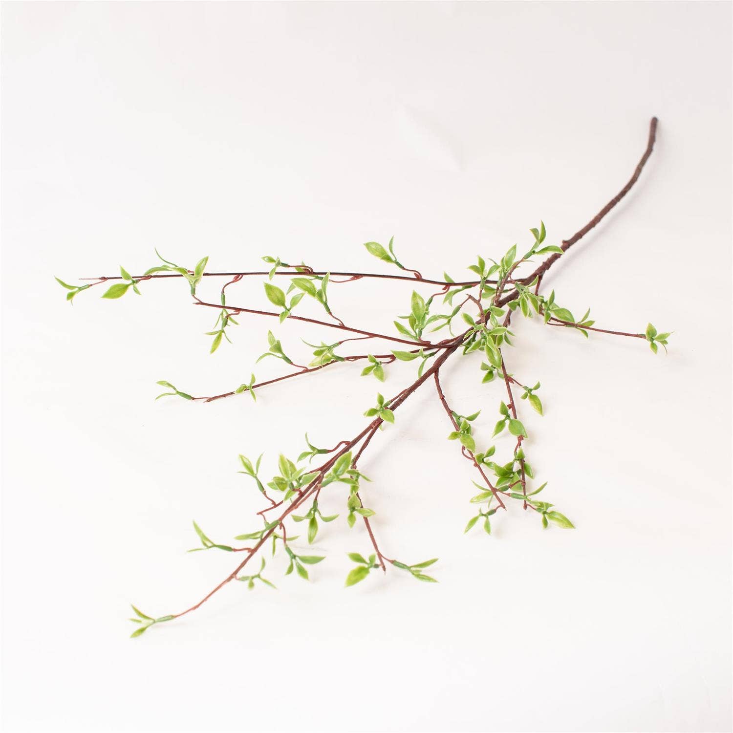Willow Buds