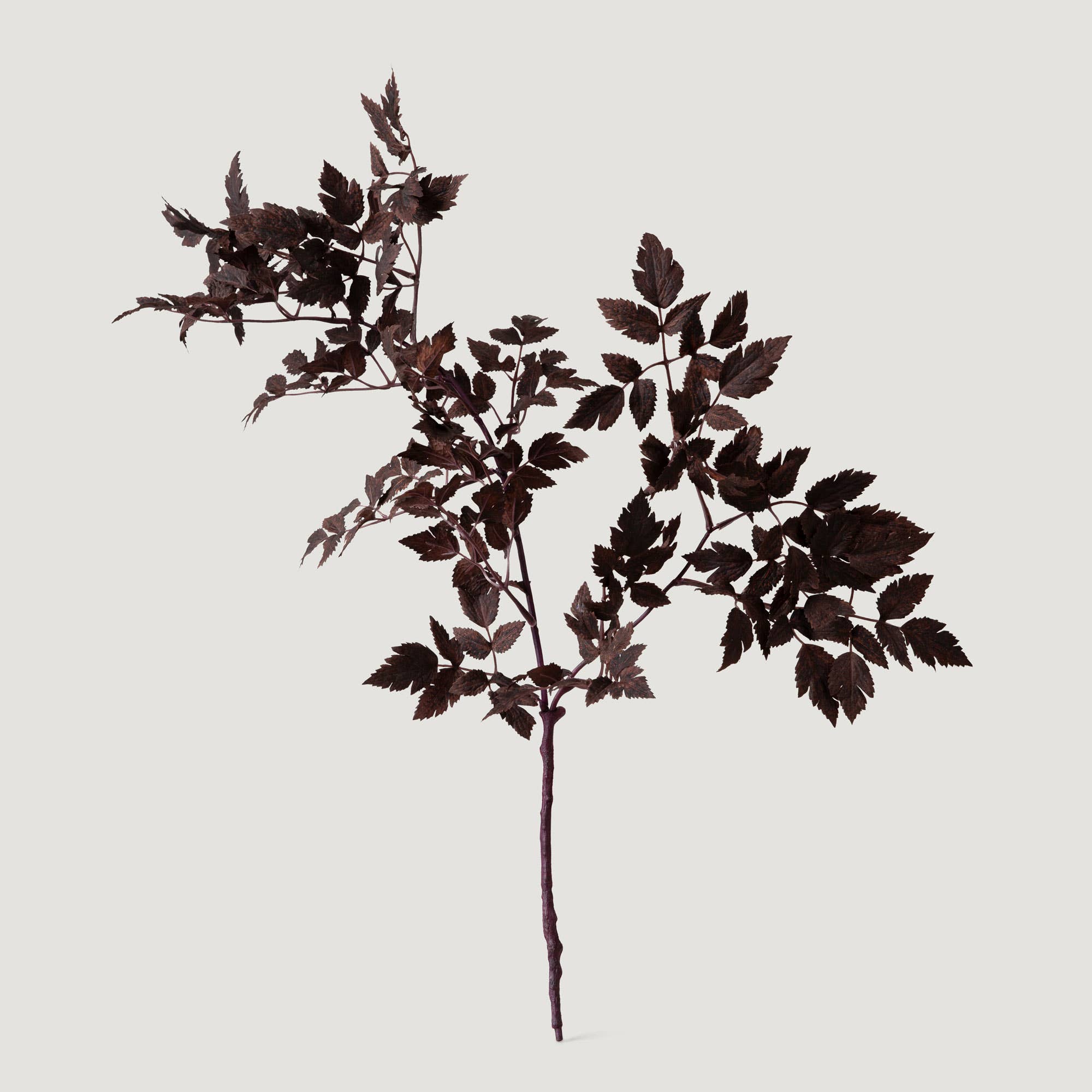 Artificial Cimicifuga Plant Leaves