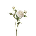 Ranunculus Stem