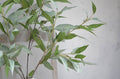 Artificial Frosty Eucalyptus