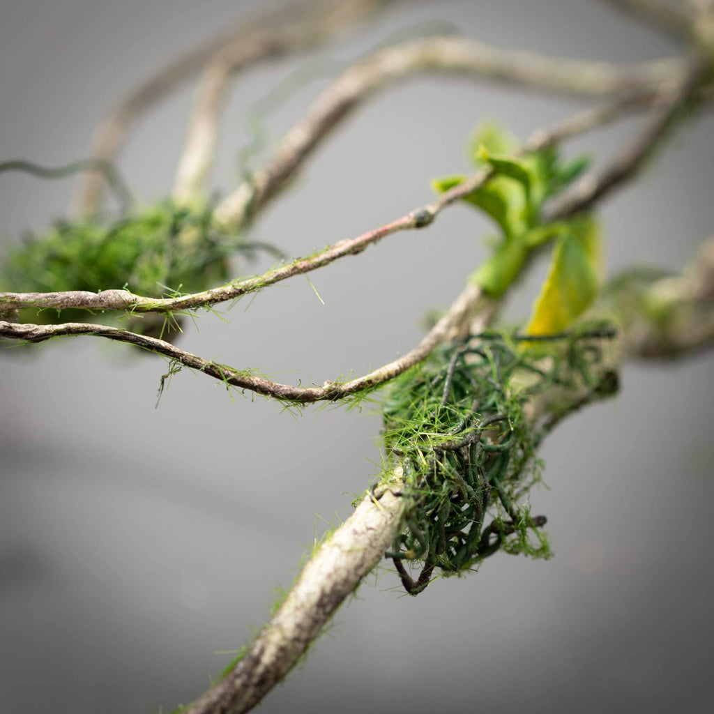Branch And Foliage Spray