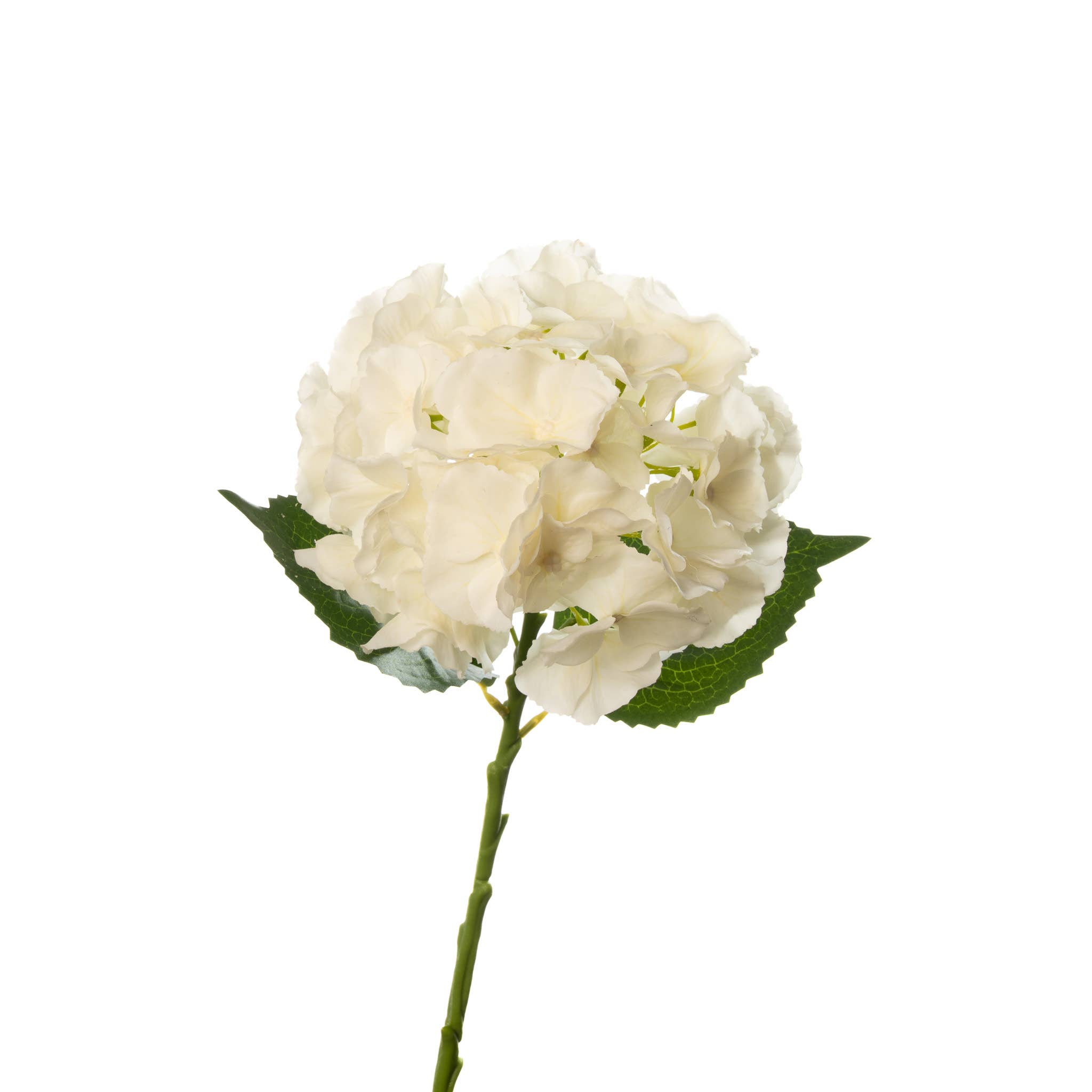 Hydrangea Ivory