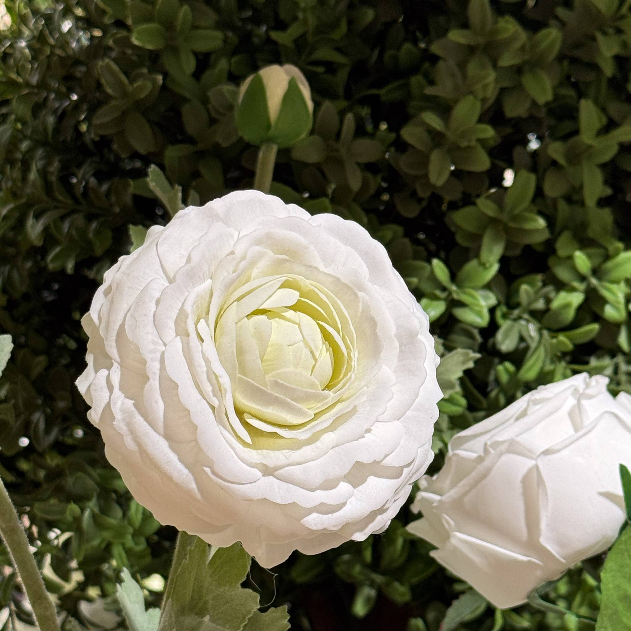 Ranunculus Stem