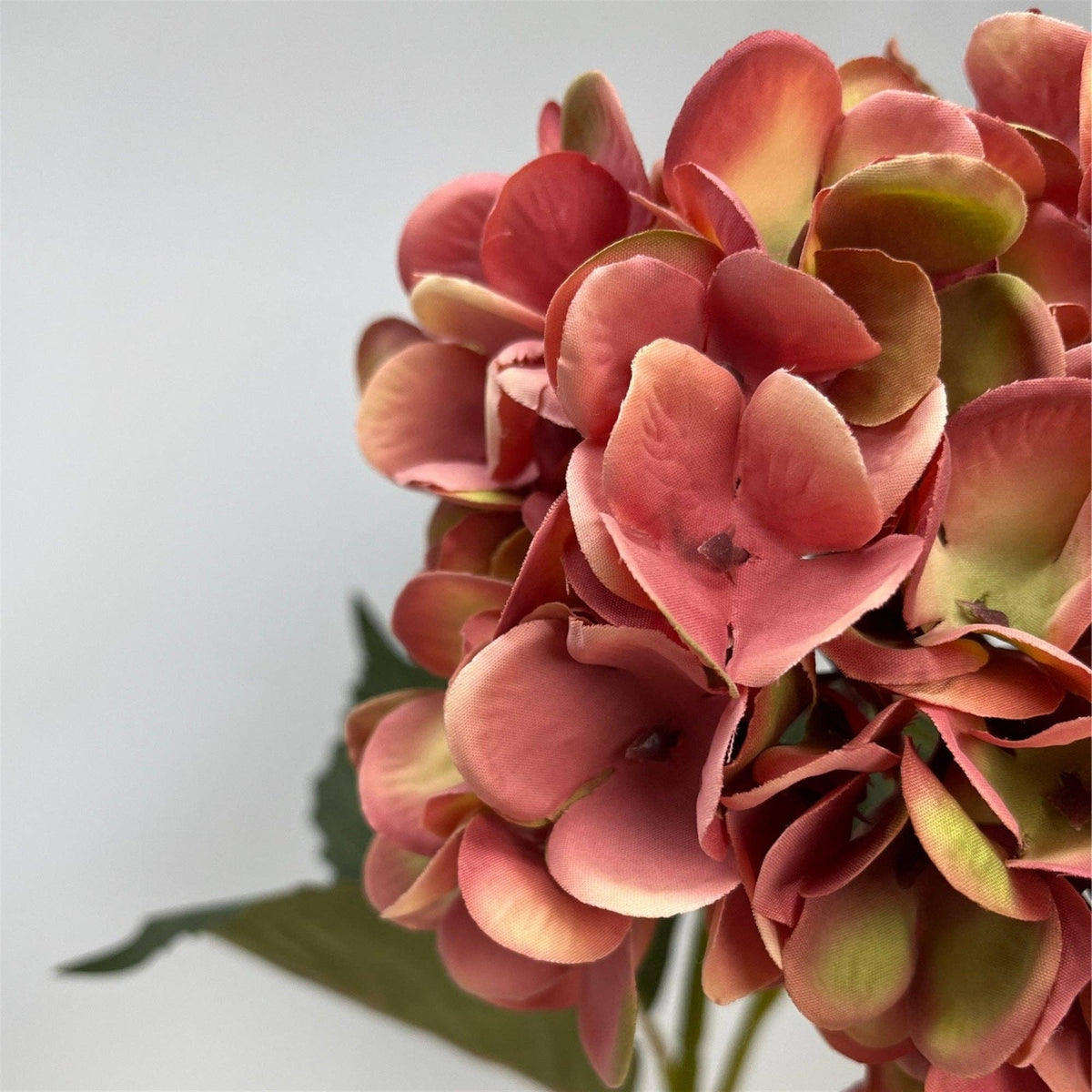 Moody Mauve Hydrange