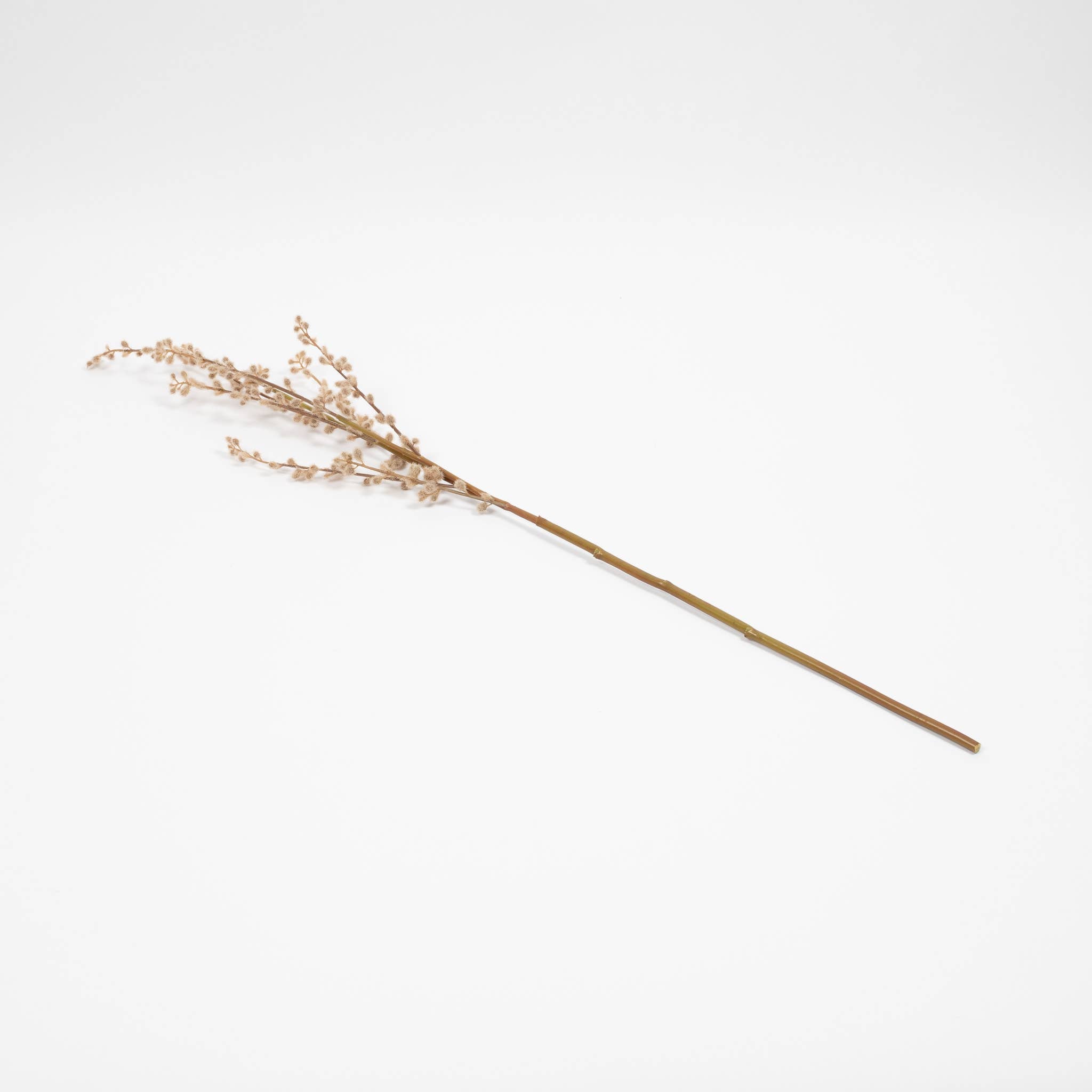 Fuzzy Willow Branch