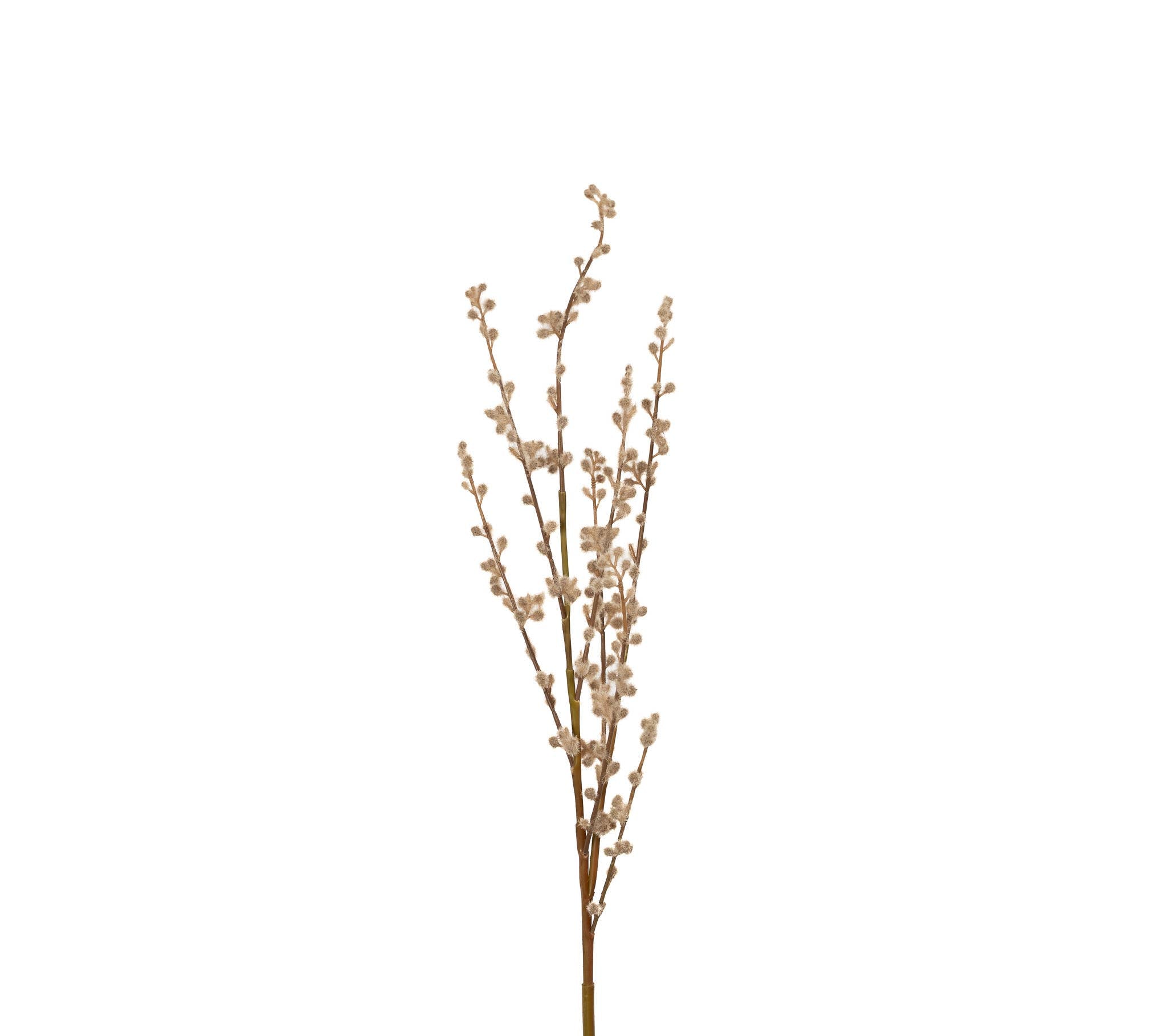 Fuzzy Willow Branch