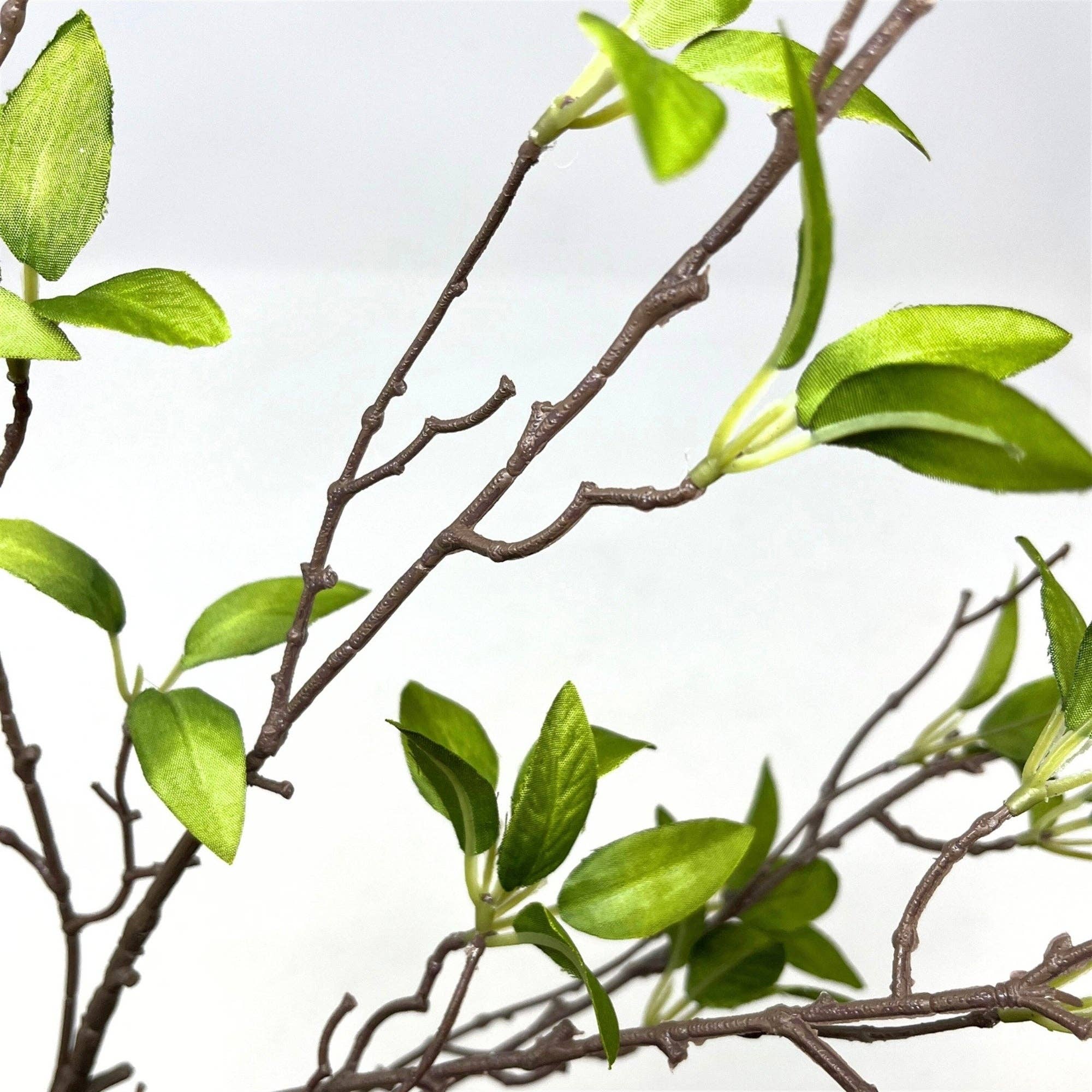 Wild Myrtle Branch
