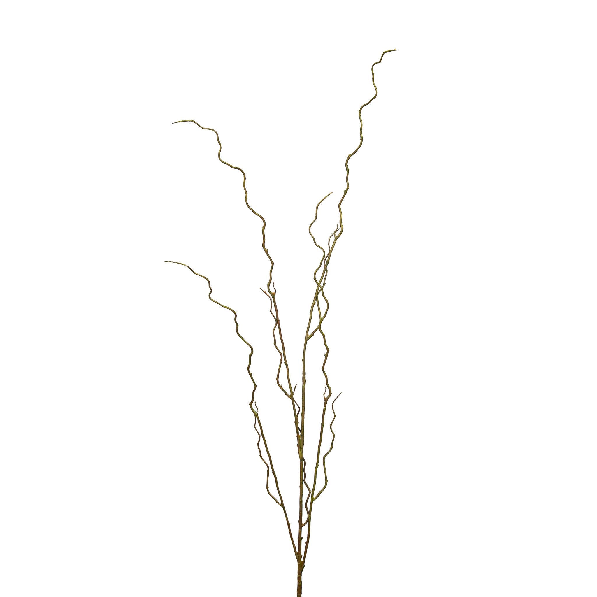 Curly Willow Branch