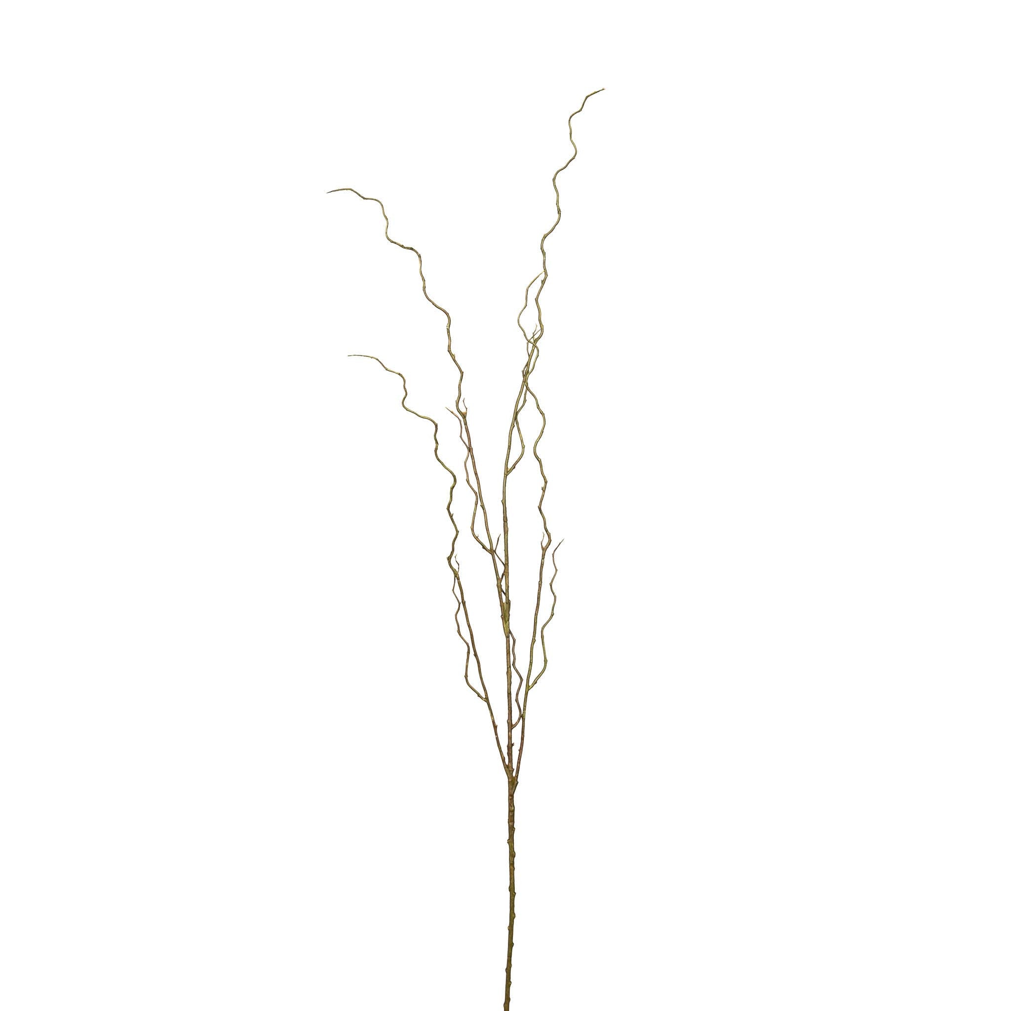 Curly Willow Branch