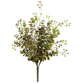 Eucalyptus Plant