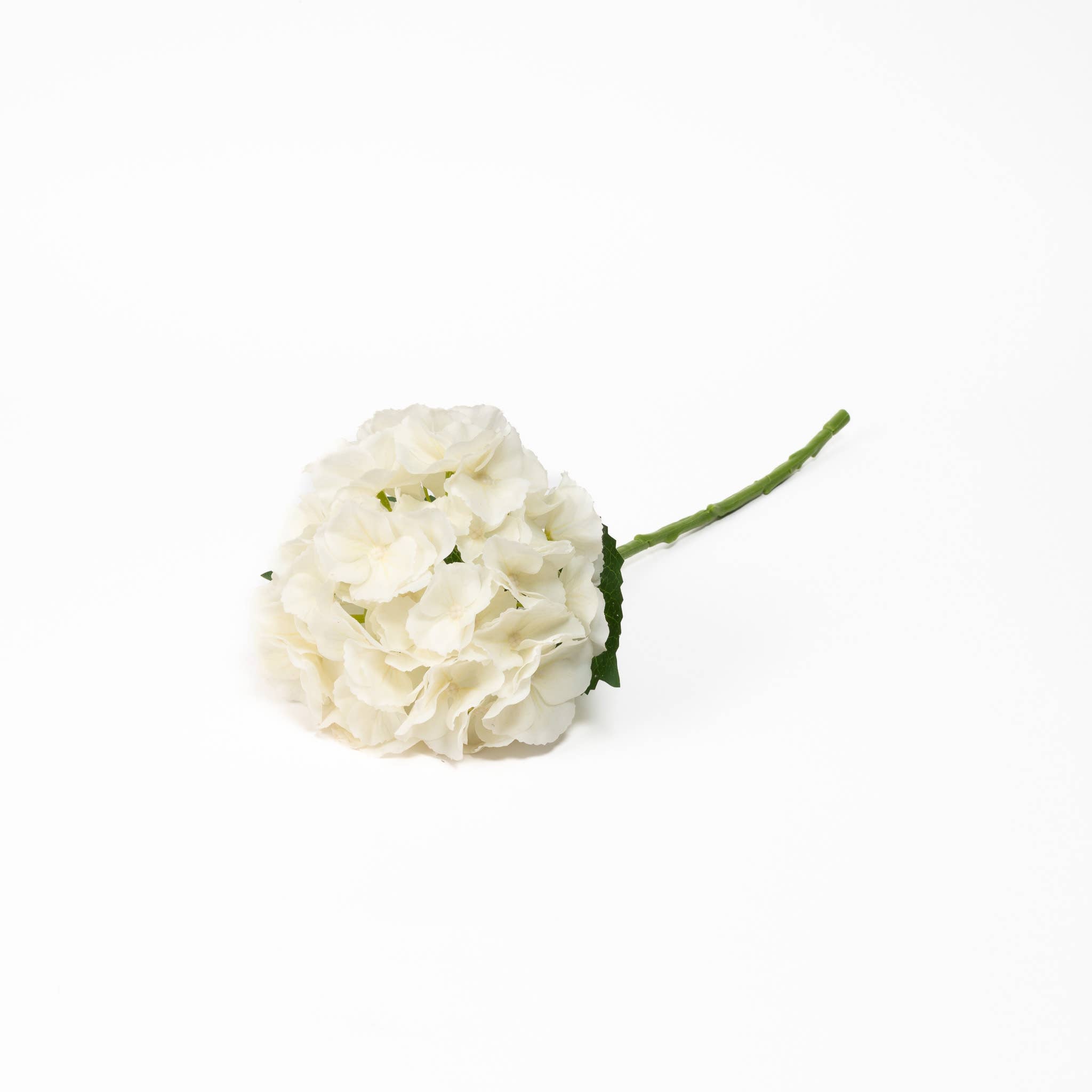 Hydrangea Ivory
