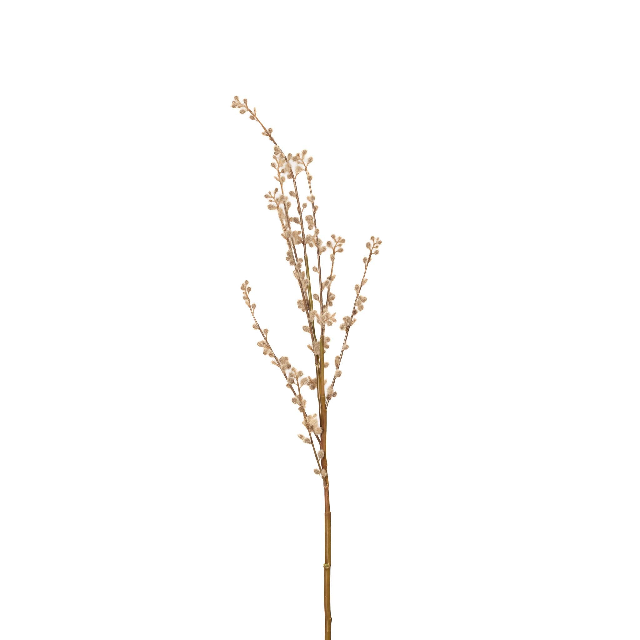 Fuzzy Willow Branch