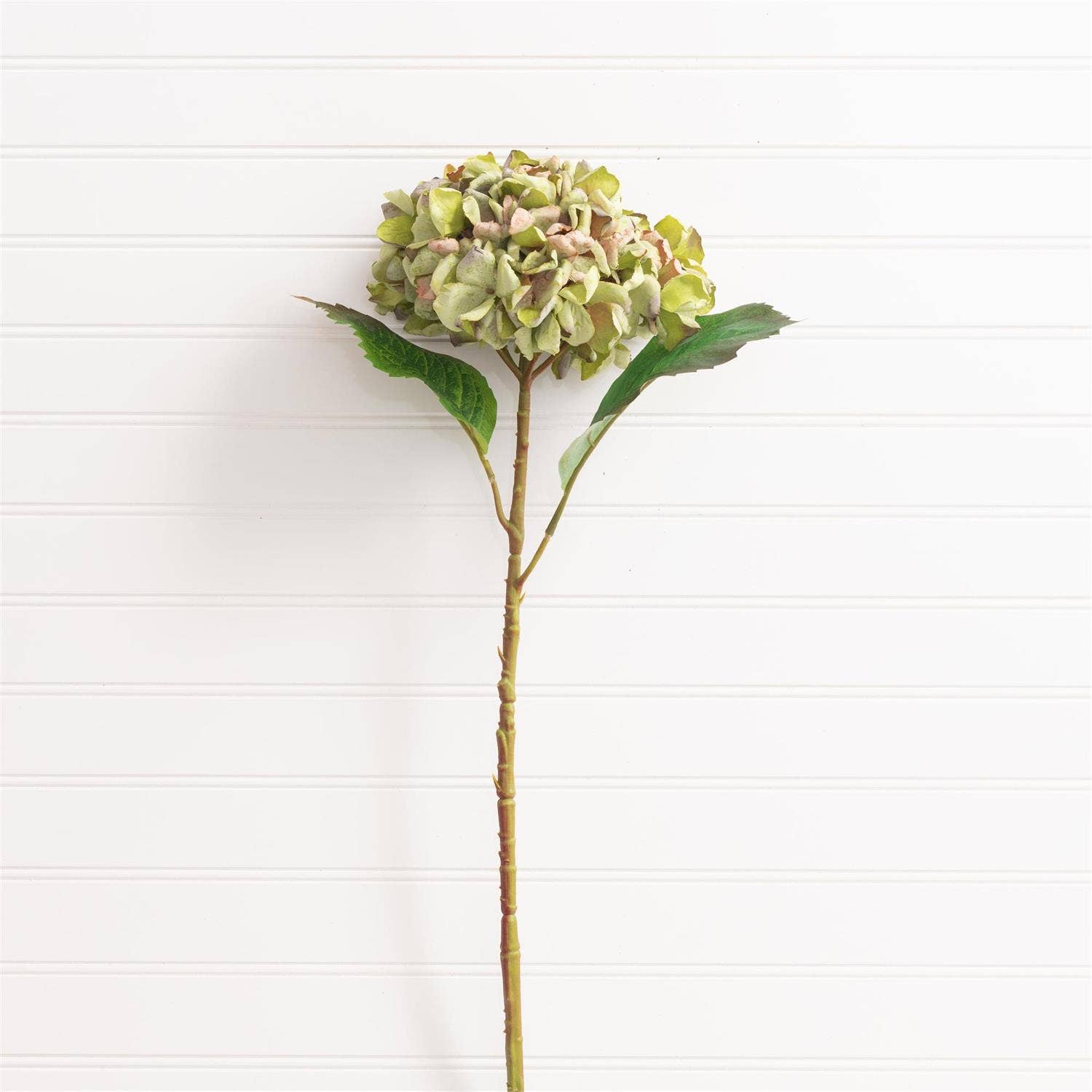 Hydrangea Green Filler