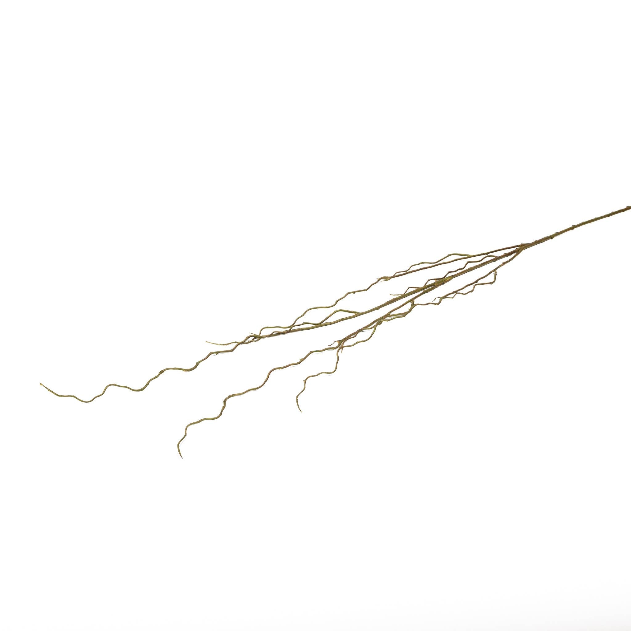 Curly Willow Branch