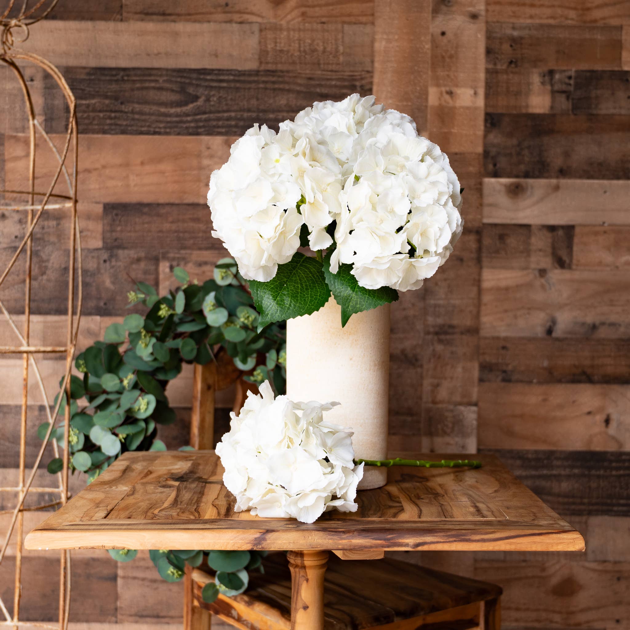 Hydrangea Ivory