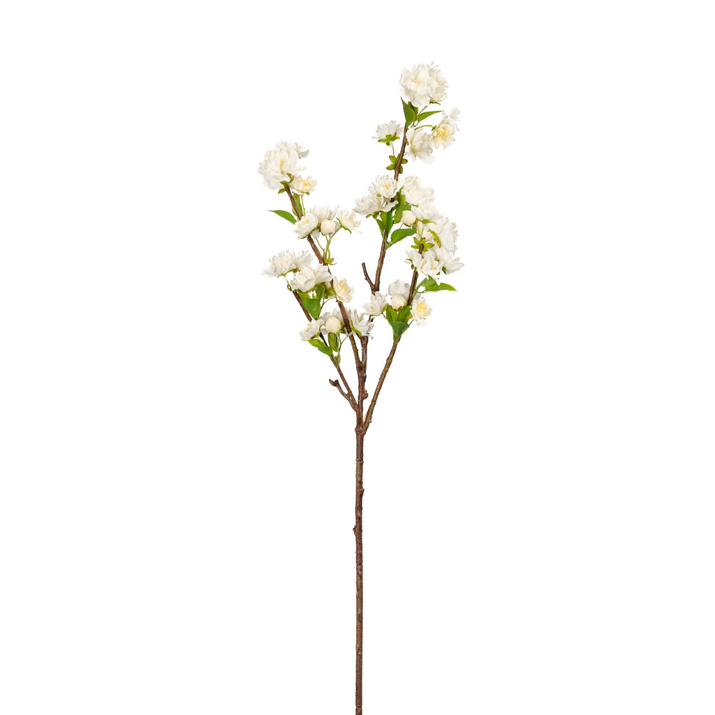 Cherry Blossom Branch
