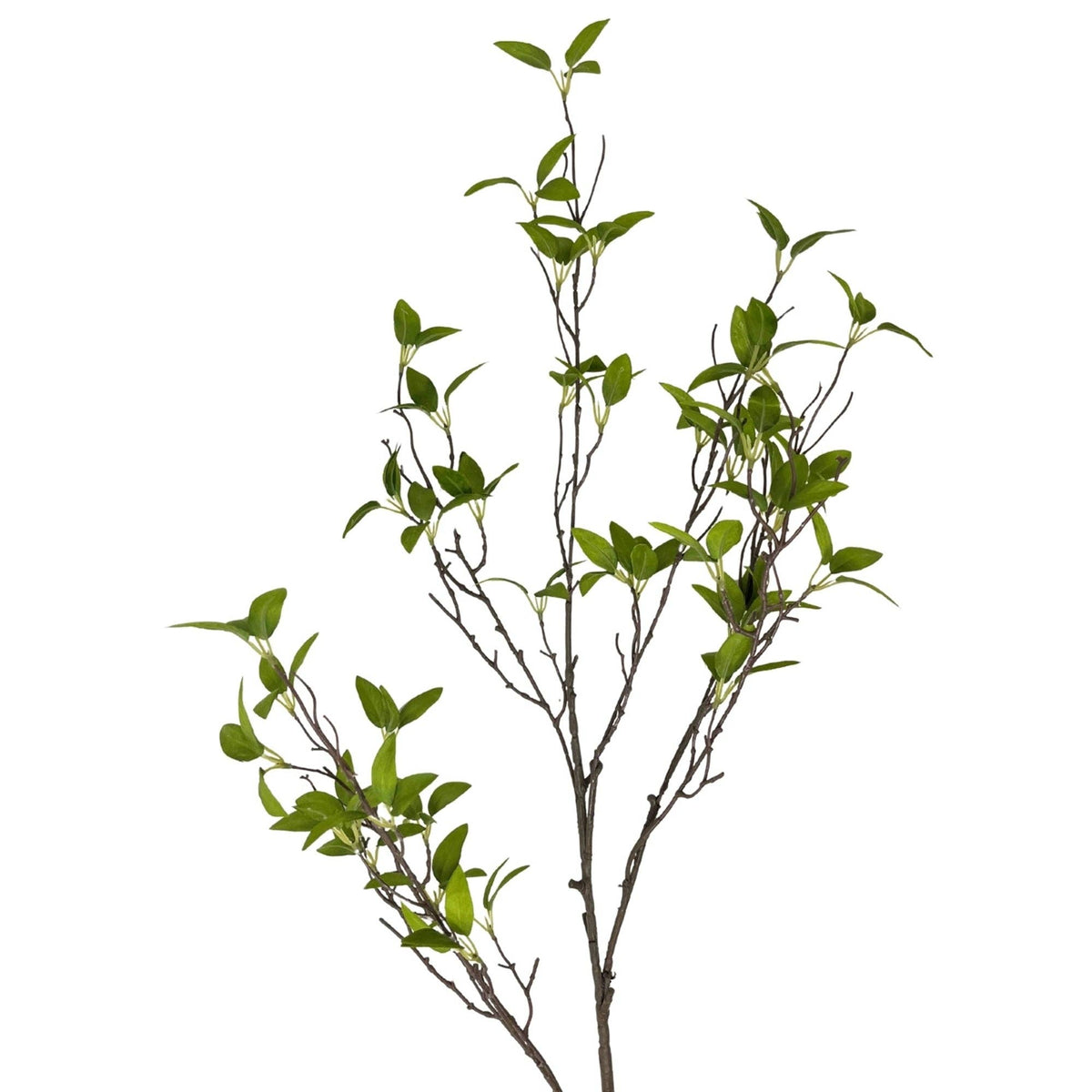 Wild Myrtle Branch