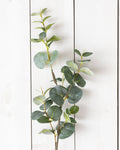 Euca Leaf