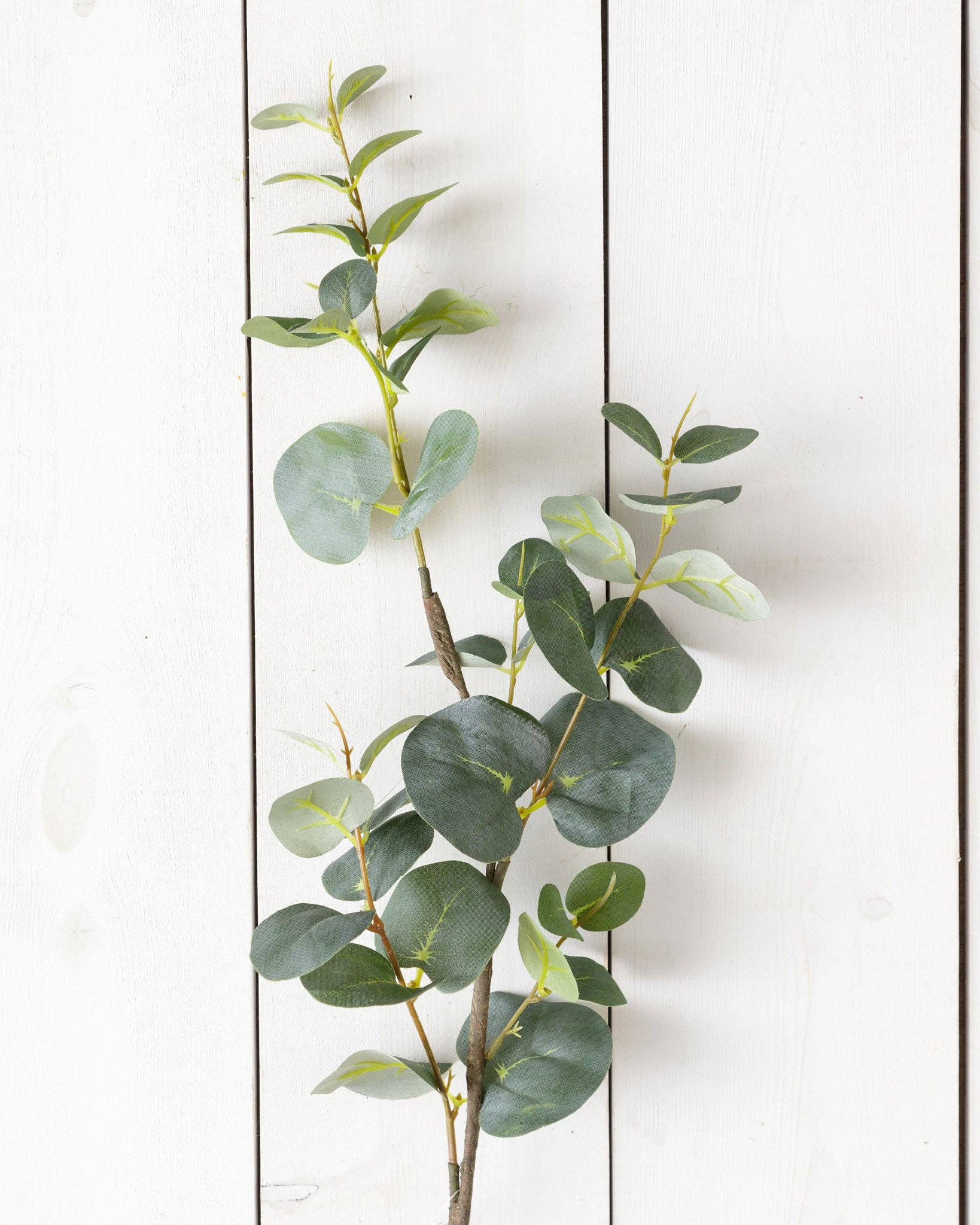 Euca Leaf