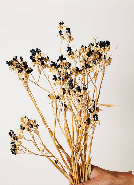 Dried Florals Black Berry Lillies