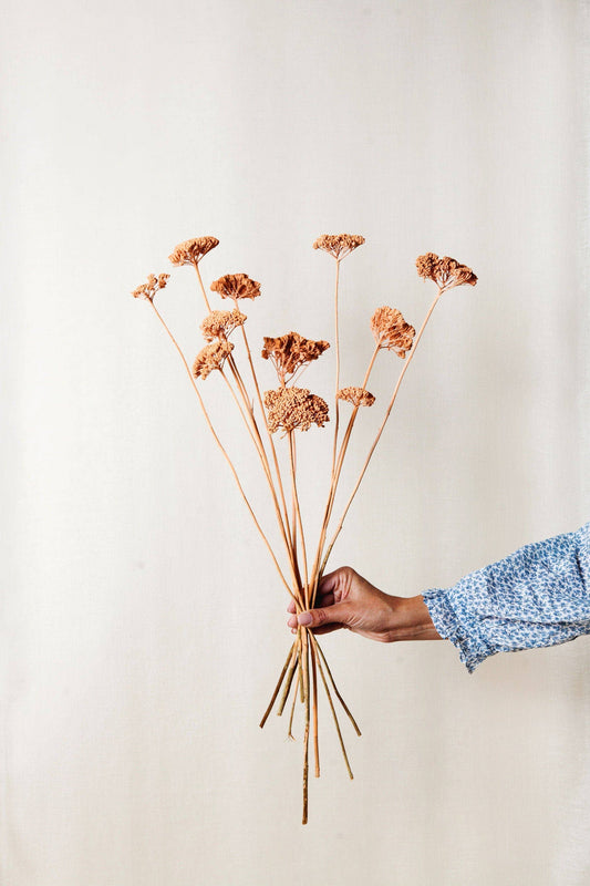 Dried Floral Coral Yarrow