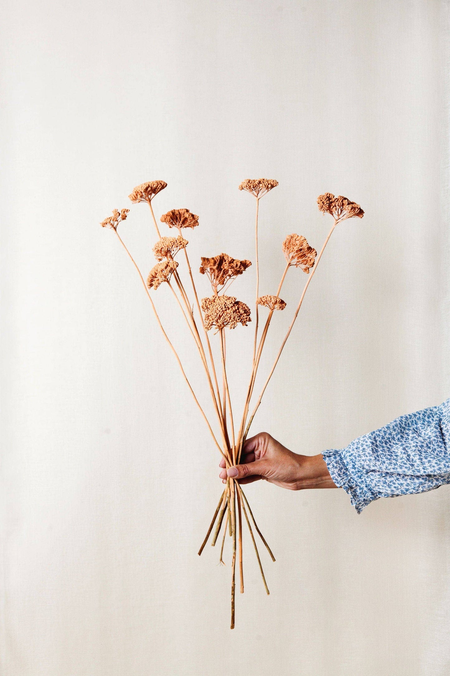 Dried Floral Coral Yarrow