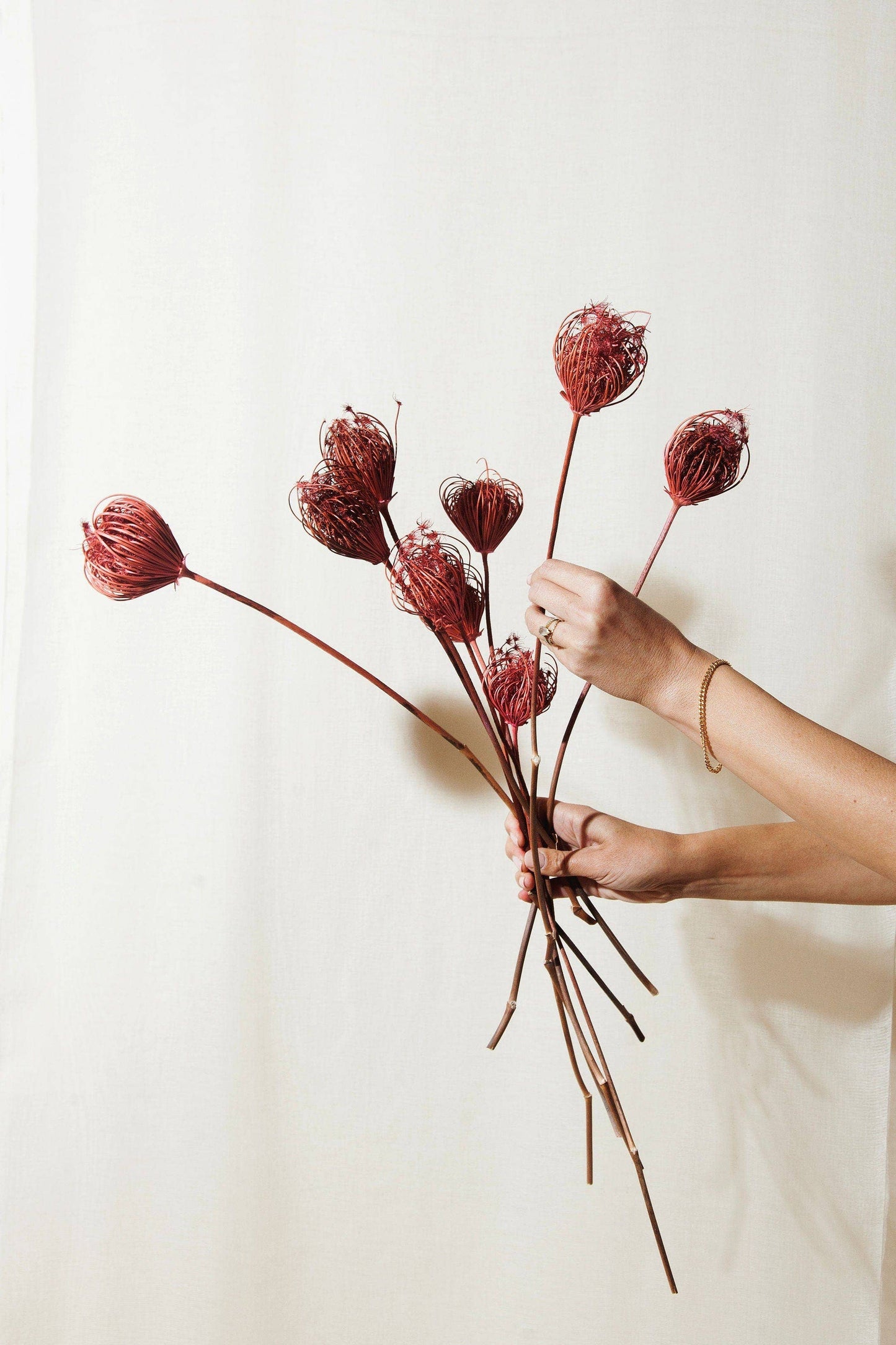 Dried Floral Pink Queen Anne's Lace