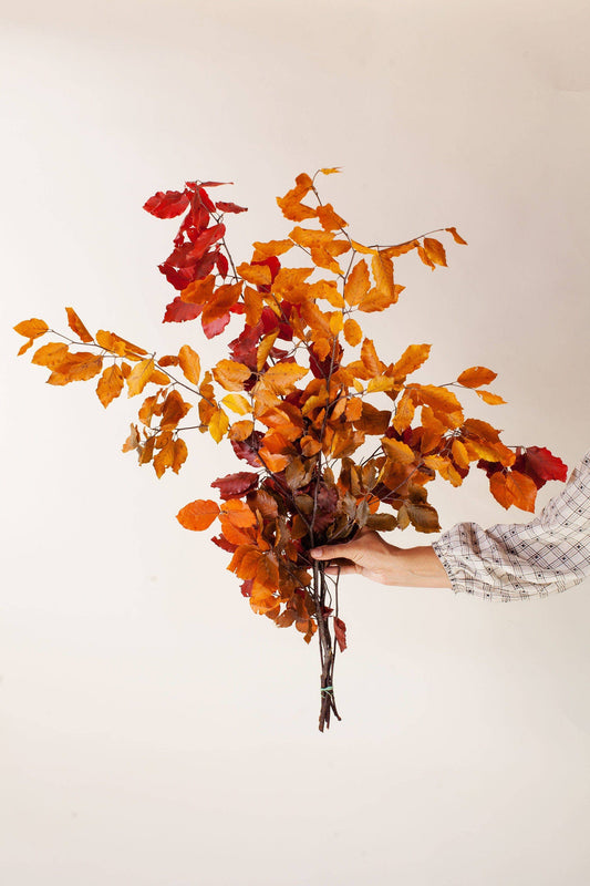 Dried Floral Copper Beech